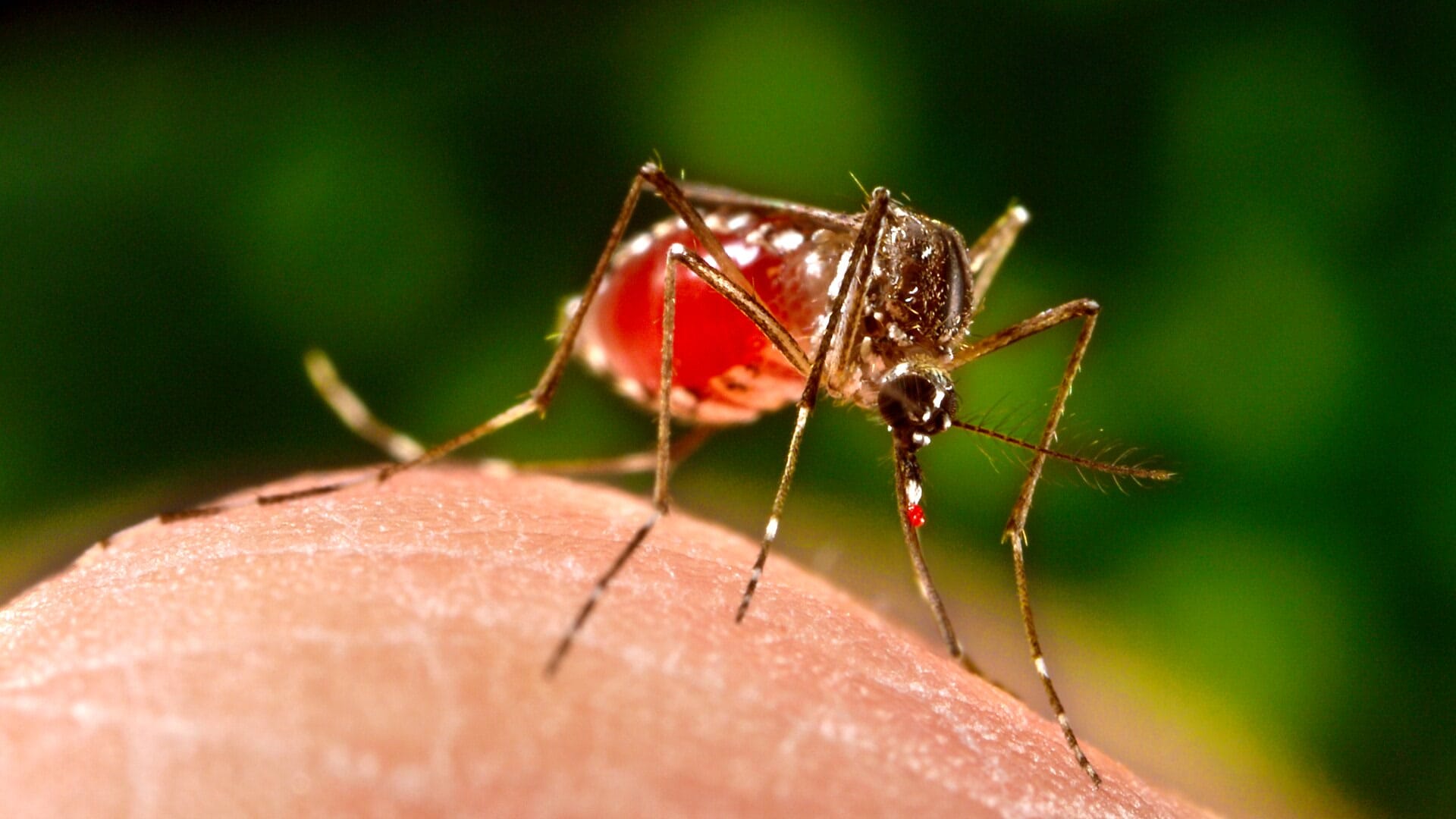 Florida confirms first dengue-related death in Hillsborough County outbreak