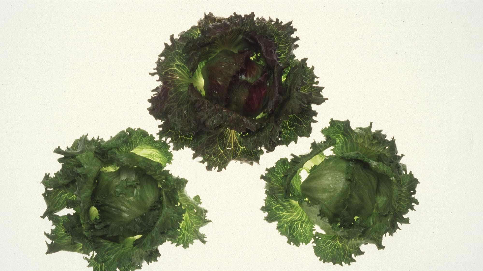 CDC declares end of record Cyclospora outbreak tied to Taylor Farms iceberg lettuce